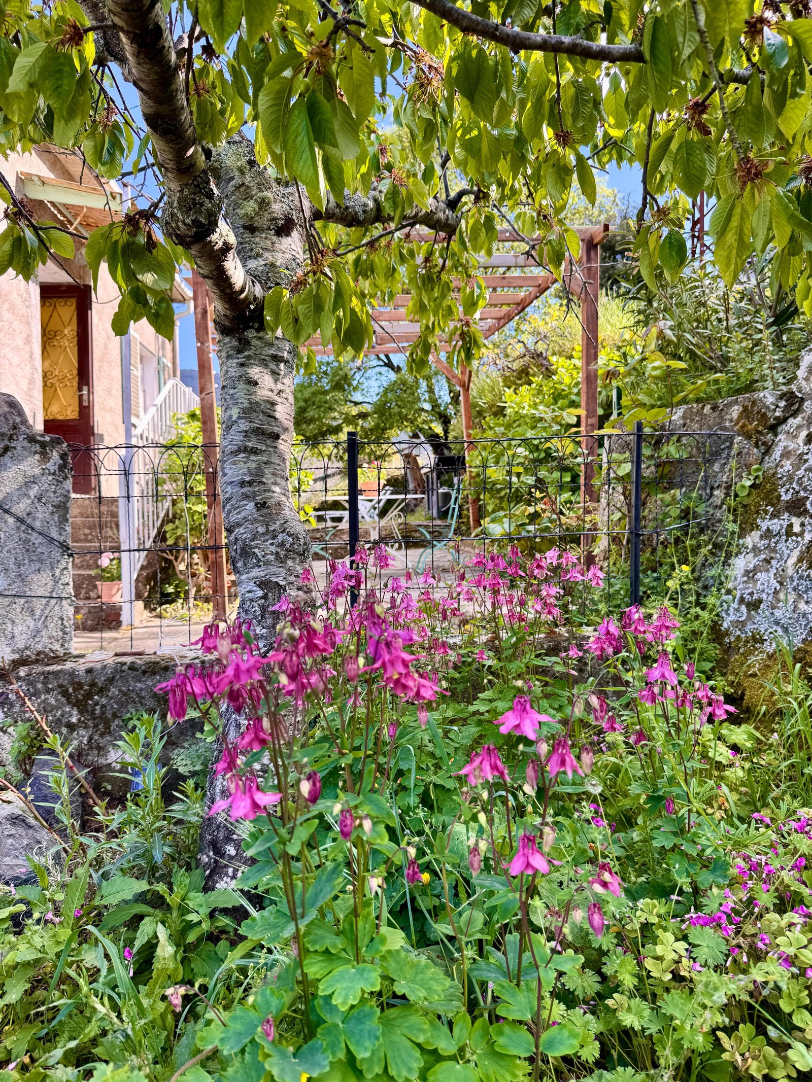 Jardin hortensias